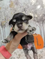 Rock, a male Miniature Schnauzer for sale in Fort Mill, SC – 6 of 6