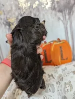 Hazel, a female Miniature Schnauzer for sale in Fort Mill, SC – 3 of 6