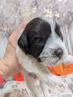 Maple, a female Miniature Schnauzer for sale in Fort Mill, SC – 3 of 6