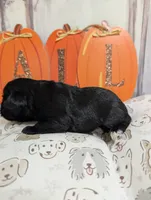 Zeus, a male Miniature Schnauzer for sale in Fort Mill, SC – 4 of 5