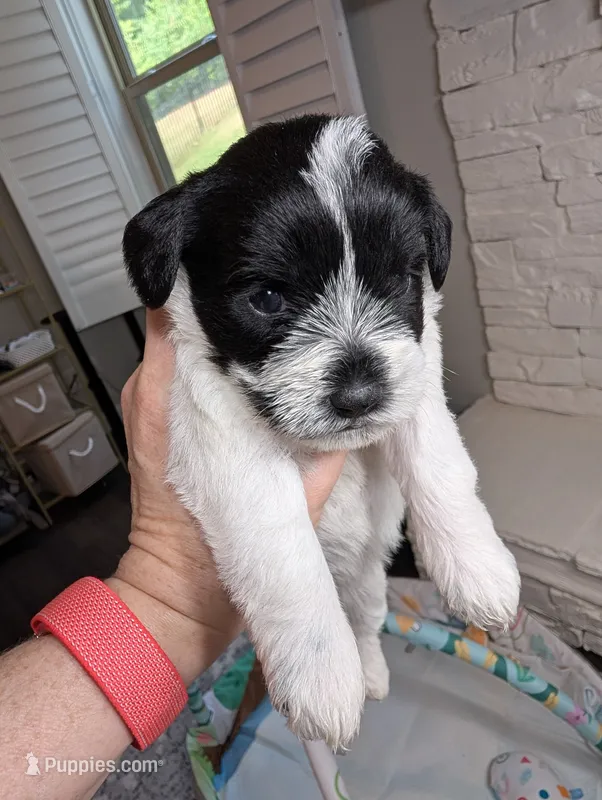 Pepper – Miniature Schnauzer puppy for sale in Fort Mill, SC