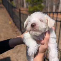 Hazel, a female Miniature Schnauzer for sale in Fort Mill, SC – Photo 1 of 4