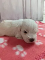 Hazel, a female Miniature Schnauzer for sale in Fort Mill, SC – Photo 3 of 4