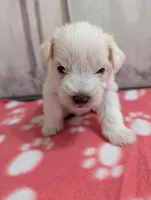 Hazel, a female Miniature Schnauzer for sale in Fort Mill, SC – Photo 4 of 4