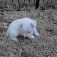 Hazel, a female Miniature Schnauzer for sale in Fort Mill, SC – Photo 4 of 4