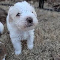 Hazel, a female Miniature Schnauzer for sale in Fort Mill, SC – Photo 3 of 4