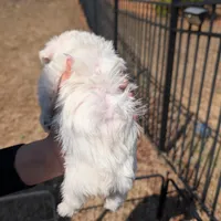 Hazel, a female Miniature Schnauzer for sale in Fort Mill, SC – Photo 2 of 4
