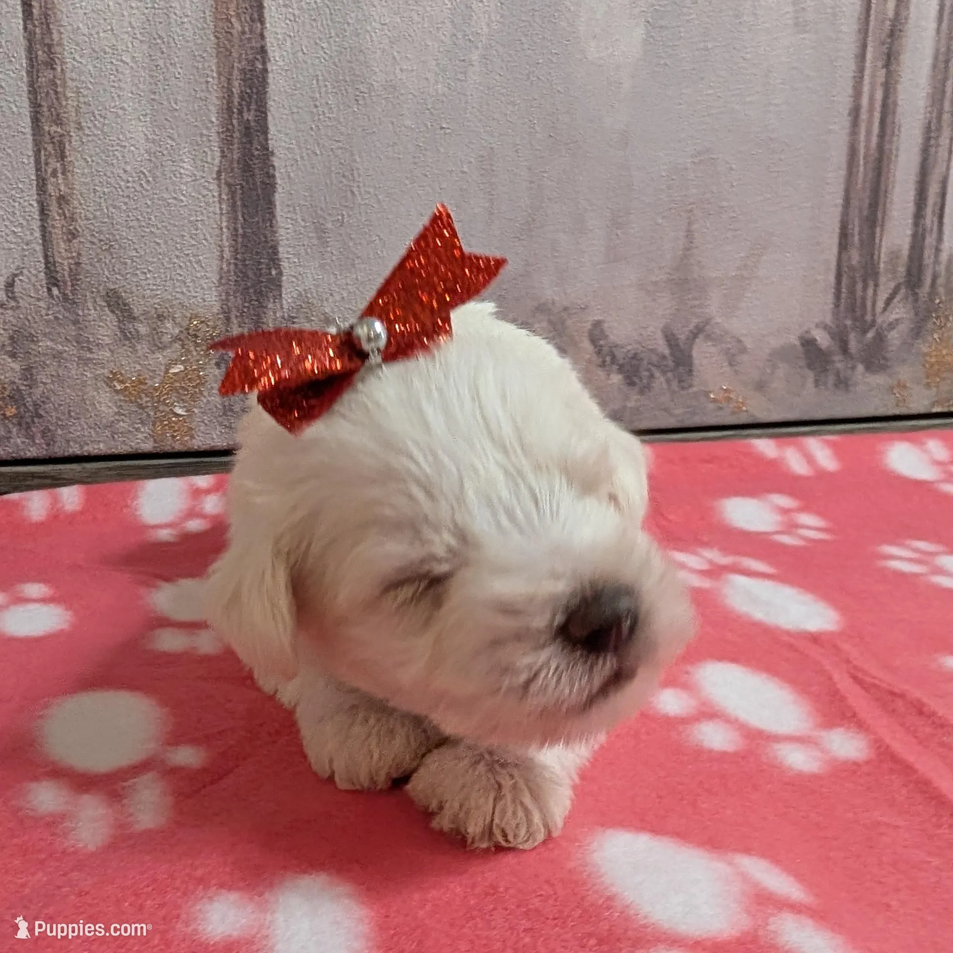 Hazel, a female Miniature Schnauzer for sale in Fort Mill, SC – Photo 2 of 4