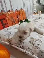 Toby, a male Miniature Schnauzer for sale in Fort Mill, SC – 5 of 6