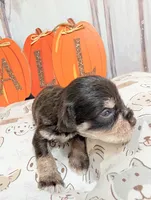 Rock, a male Miniature Schnauzer for sale in Fort Mill, SC – 5 of 6