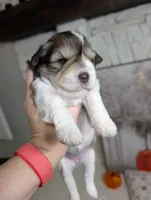 Daisy, a female Miniature Schnauzer for sale in Fort Mill, SC – 6 of 7