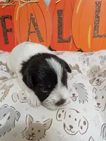 Maple, a female Miniature Schnauzer for sale in Fort Mill, SC – 6 of 6