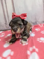 Toffee, a female Miniature Schnauzer for sale in Fort Mill, SC – Photo 1 of 4