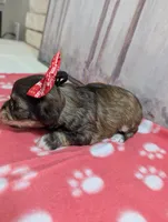 Toffee, a female Miniature Schnauzer for sale in Fort Mill, SC – Photo 2 of 4