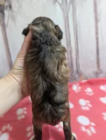 Toffee, a female Miniature Schnauzer for sale in Fort Mill, SC – Photo 4 of 4