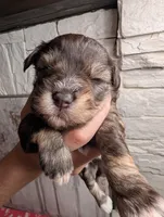 Toffee, a female Miniature Schnauzer for sale in Fort Mill, SC – Photo 3 of 4