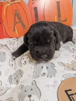 Bear, a male Miniature Schnauzer for sale in Fort Mill, SC – 4 of 6