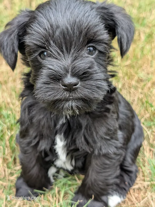 Zeus – Miniature Schnauzer puppy for sale in Fort Mill, SC