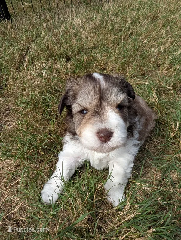 Daisy – Miniature Schnauzer puppy for sale in Fort Mill, SC