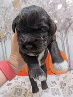Bear, a male Miniature Schnauzer for sale in Fort Mill, SC – 6 of 6