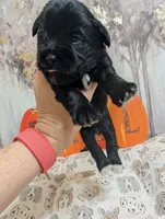 Zeus, a male Miniature Schnauzer for sale in Fort Mill, SC – 2 of 5