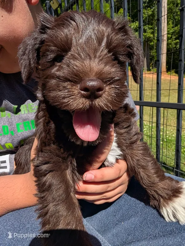 Bear – Miniature Schnauzer puppy for sale in Fort Mill, SC
