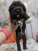 Bear, a male Miniature Schnauzer for sale in Fort Mill, SC – 3 of 6