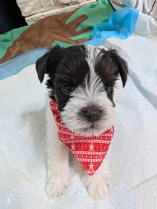 Maple – Miniature Schnauzer puppy for sale in Fort Mill, SC