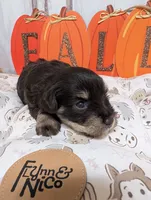 Hazel, a female Miniature Schnauzer for sale in Fort Mill, SC – 6 of 6