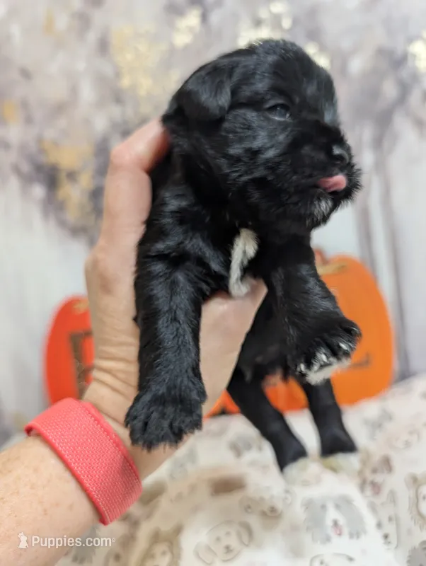 Zeus – Miniature Schnauzer puppy for sale in Fort Mill, SC
