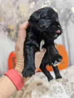 Zeus, a male Miniature Schnauzer for sale in Fort Mill, SC – 1 of 5