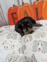 Lilly, a female Miniature Schnauzer for sale in Fort Mill, SC – 2 of 5