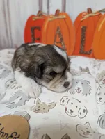 Daisy, a female Miniature Schnauzer for sale in Fort Mill, SC – 4 of 7