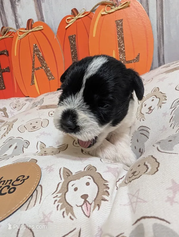 Pepper – Miniature Schnauzer puppy for sale in Fort Mill, SC