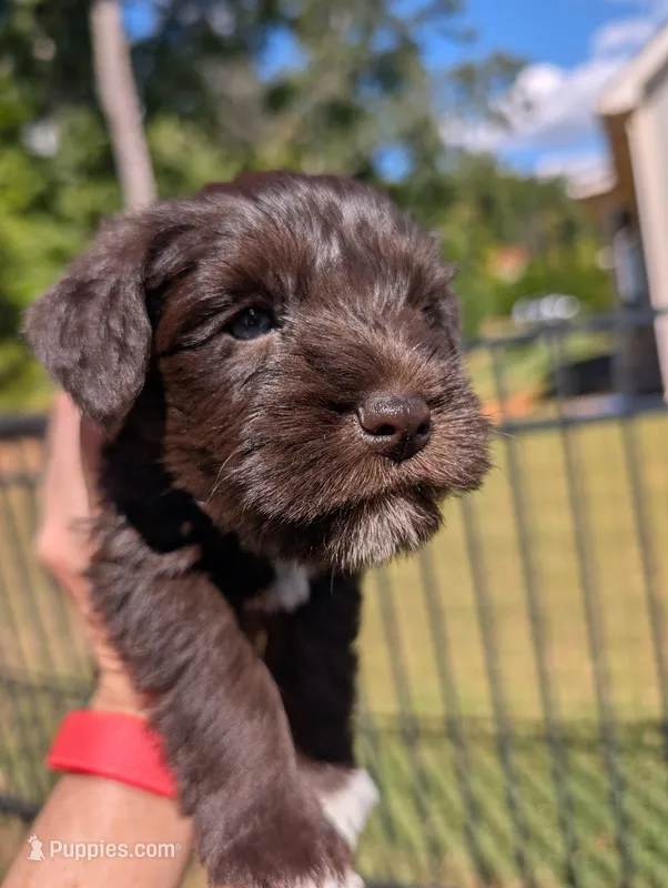 Bear – Miniature Schnauzer puppy for sale in Fort Mill, SC