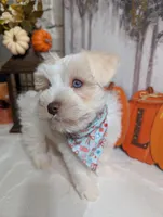 Amy, a female Miniature Schnauzer for sale in Fort Mill, SC – Photo 2 of 10