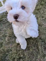 Amy, a female Miniature Schnauzer for sale in Fort Mill, SC – Photo 9 of 10