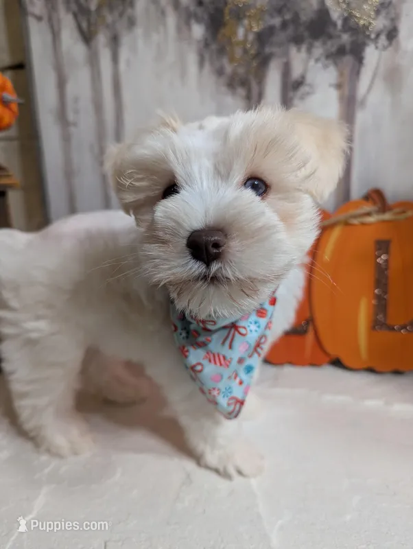 Amy, a female Miniature Schnauzer for sale in Fort Mill, SC – Photo 1 of 10