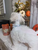 Amy, a female Miniature Schnauzer for sale in Fort Mill, SC – Photo 7 of 10