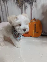 Amy, a female Miniature Schnauzer for sale in Fort Mill, SC – Photo 3 of 10