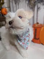 Amy, a female Miniature Schnauzer for sale in Fort Mill, SC – Photo 4 of 10