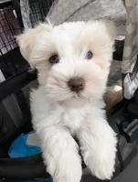 Amy, a female Miniature Schnauzer for sale in Fort Mill, SC – Photo 10 of 10