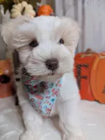 Amy, a female Miniature Schnauzer for sale in Fort Mill, SC – Photo 5 of 10