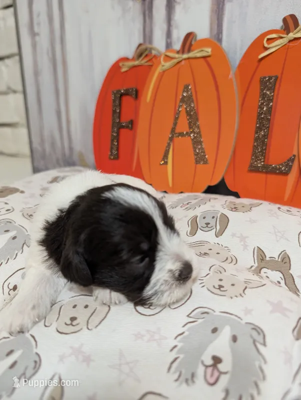 Maple – Miniature Schnauzer puppy for sale in Fort Mill, SC