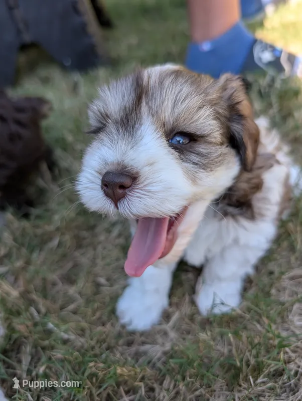 Daisy – Miniature Schnauzer puppy for sale in Fort Mill, SC