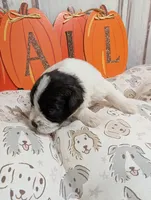 Maple, a female Miniature Schnauzer for sale in Fort Mill, SC – 4 of 6