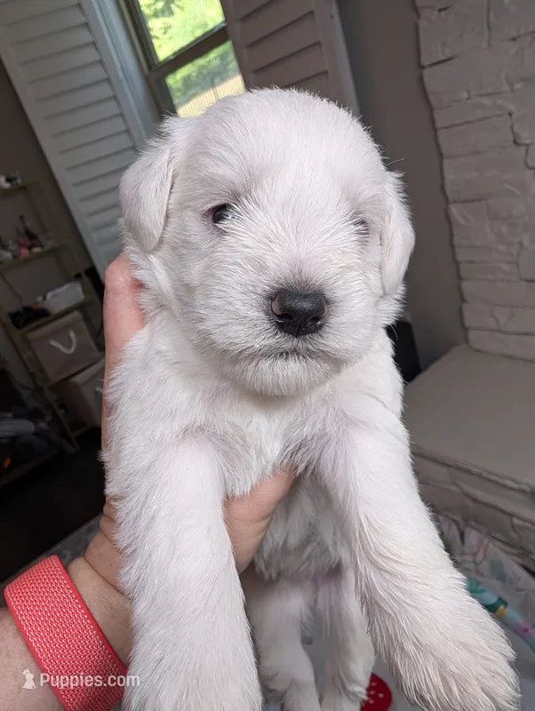 Jasper – Miniature Schnauzer puppy for sale in Fort Mill, SC