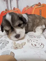 Daisy, a female Miniature Schnauzer for sale in Fort Mill, SC – 3 of 7