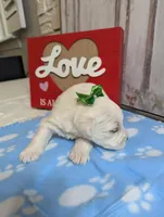 Doc, a male Miniature Schnauzer for sale in Fort Mill, SC – Photo 4 of 5