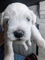 Doc, a male Miniature Schnauzer for sale in Fort Mill, SC – Photo 2 of 5